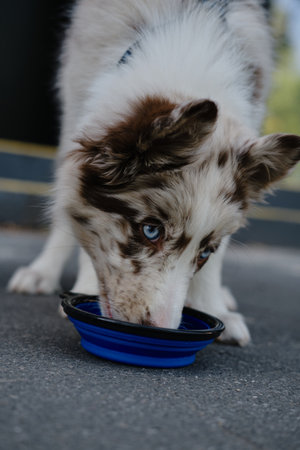 Red merle Border Collie puppy drinks water from blue bowl on pavement, refreshing during outdoor walkの写真素材