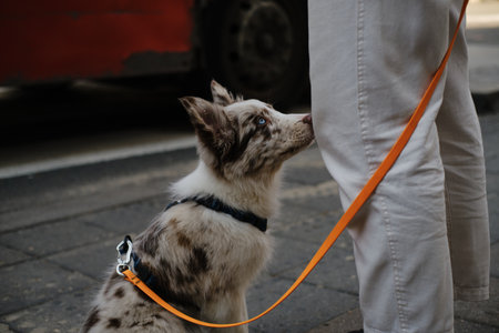 Red merle Border Collie puppy looks up at owner on street, orange leash visible, showing loyalty and trustの写真素材