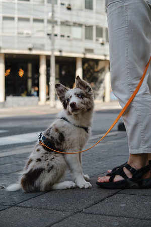 Red merle Border Collie puppy sits by owner on street, orange leash, city background with buildingsの写真素材