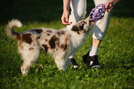 Red merle Border Collie puppy plays tug of war with female owner, pulling a purple toy ball outdoors on green grass. Close view portrait of dog in motionの写真素材