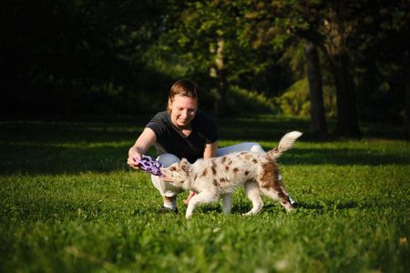 Young woman and red merle Border Collie puppy play tug of war with purple toy on grass, happy and playful bonding outdoorsの写真素材