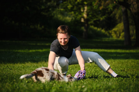 Young woman and red merle Border Collie puppy play tug of war with purple toy on grass, happy and playful bonding outdoorsの写真素材