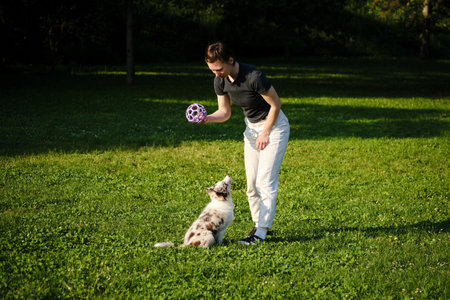 Woman trains red merle Border Collie puppy with purple toy on green grass, playful bonding and...
