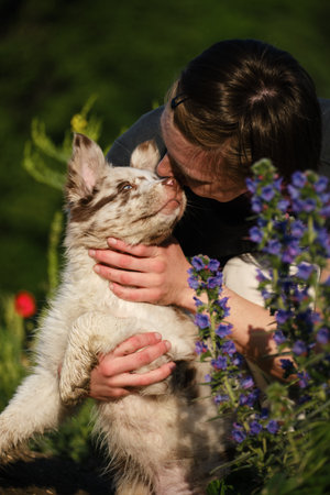Woman kisses red merle Border Collie puppy in field with purple flowers, tender moment of love and...