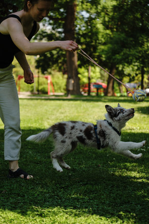 A red merle border collie puppy jumps in the air during playtime with a woman holding a rope toy. Happy dog playing outdoorの写真素材