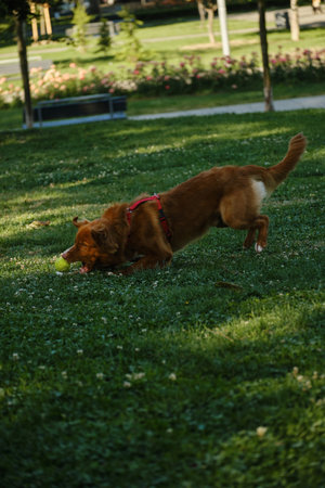 Purebred dog playing in parkの写真素材