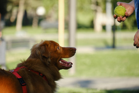 Nova Scotia Duck Tolling Retriever looking eagerly at a owners hand holding a tennis ball in the...
