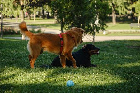 Nova Scotia Duck Tolling Retriever standing with another dog resting on the grass in the park. Two dogs walking calmly outdoorsの写真素材