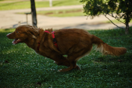Nova Scotia Duck Tolling Retriever sprinting at full speed across the green grass in the park. Side view dog portrait in motionの写真素材