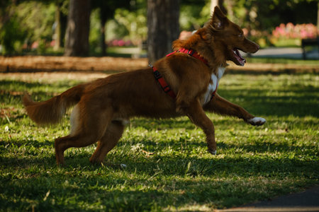 Nova Scotia Duck Tolling Retriever sprinting at full speed across the green grass in the park. Side view dog portrait in motionの写真素材