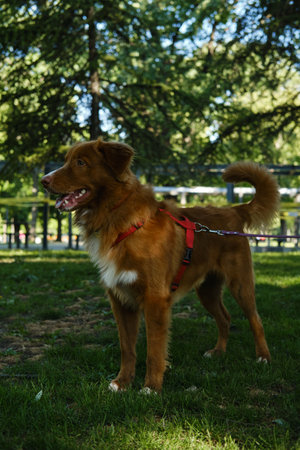 Nova Scotia Duck Tolling Retriever standing on grass with leash, alert and looking into distance