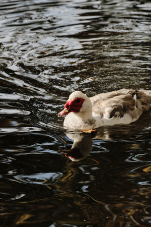 A Muscovy duck with white and gray feathers swims in rippling pond water with reflectionの写真素材