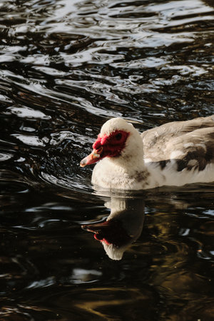 A Muscovy duck with white and gray feathers swims in rippling pond water with reflectionの写真素材