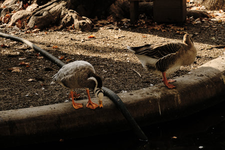 A bar-headed goose and a brown goose stand together near the pond, both looking for water