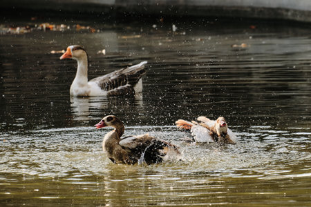 Ducks splash in the pond, creating water droplets, while a goose swims calmly in the backgroundの写真素材