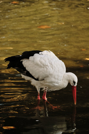 A stork wades in shallow water, dipping its beak while searching for foodの写真素材