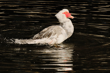 A Muscovy duck splashes in the pond, shaking off water drops under sunlightの写真素材