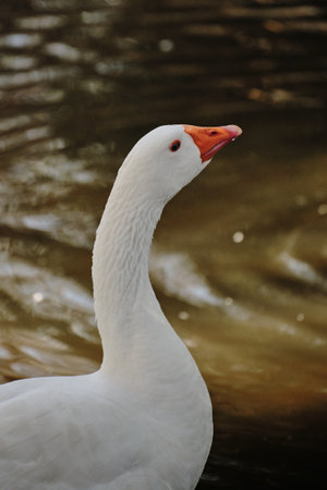A white goose with long neck and orange beak looks alert by the pond waterの写真素材