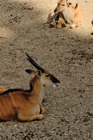 A close-up of an antelope sitting on the ground, its horns curved backward, eyes half closed in...