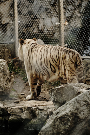 A white tiger photographed from behind, walking inside its enclosure in Belgrade Zooの写真素材
