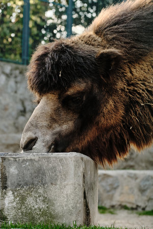 A closeup portrait of a camel drinking water from a stone trough at Belgrade Zooの写真素材