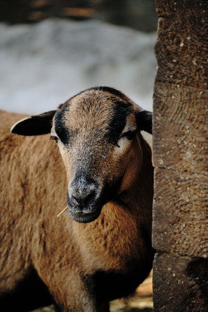 A close-up of a brown goat with black markings on its faceの写真素材