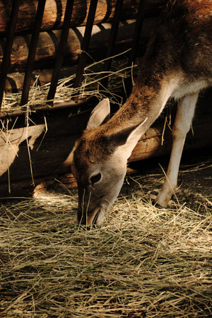 A fallow deer grazes on hay at Belgrade Zoo, its head lowered close to the groundの写真素材