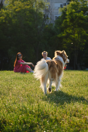 Dog walking on the grass towards a couple sitting in the park at sunset. Outdoor lifestyle and pets in nature conceptの写真素材