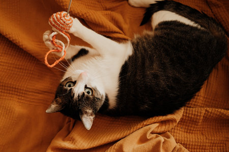 Cat playing upside down with a yarn toy on a soft blanket. Joyful and energetic indoor moment with kitten full of playfulness and life. Top viewの写真素材