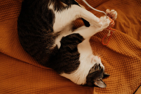 Cat playing upside down with a yarn toy on a soft blanket. Joyful and energetic indoor moment with...