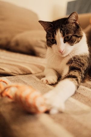 Calm domestic cat lying on a beige striped sofa with an orange toy in front. Cozy interior scene...