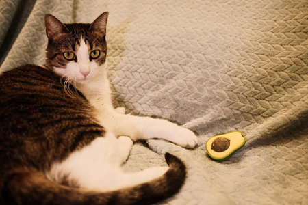 Domestic cat lying on a light blue blanket beside a catnip toy shaped like an avocado. Calm and playful indoor atmosphereの写真素材