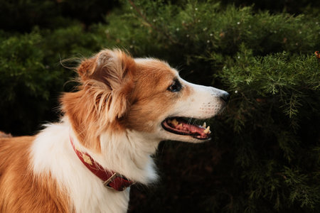 Red and white dog with open mouth and red collar standing among green bushes. Warm afternoon light. Pet walk conceptの写真素材