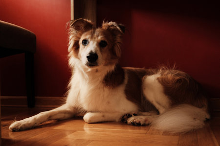 A red and white dog with fluffy fur rests on a parquet floor near a red wall, looking curiously at the camera in warm evening lightの写真素材