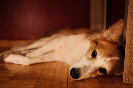 A red and white dog lies on the floor near a red wall, its head resting sideways, eyes half-closed in a calm and cozy atmosphereの写真素材