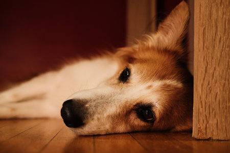 A red and white dog lies on the floor near a red wall, its head resting sideways, eyes half-closed in a calm and cozy atmosphereの写真素材