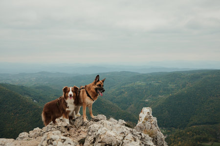 Australian and German Shepherd standing on the rocky peak of Mount Kablar in Serbia with a wide...