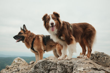 Australian and German Shepherd standing on rocky cliffs at the top of Mount Kablar, Serbia, with cloudy mountain views in the background. Hiking with pets conceptの写真素材