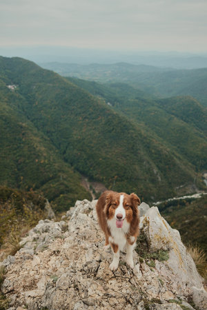 Australian Shepherd standing on rocky cliffs with a breathtaking view of Mount Kablar green valleys in Serbia. Hiking with pets concept. Red tricolor aussie outdoor portrait.の写真素材