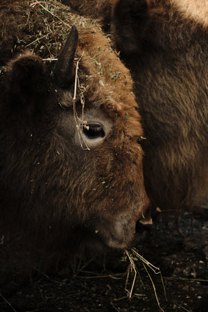 A European bison eating grass with hay on its fur at Belgrade Zoo. Close view portrait