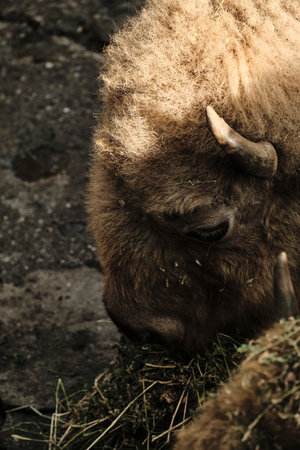 Close view of a European bison head with short horn and woolly fur, feeding in Belgrade Zooの写真素材
