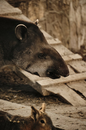South American tapir close-up with a Patagonian mara in the foreground, exotic zoo animals togetherの写真素材