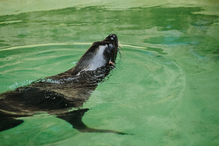 Sea lion swimming in clear green water, aquatic mammal in a zoo or marine park