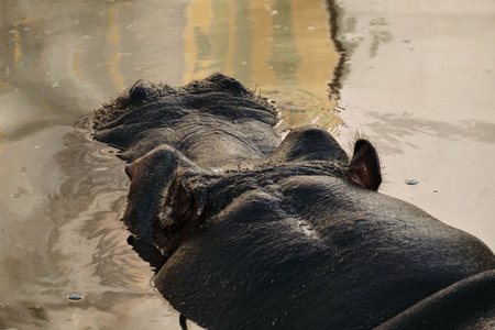 Close-up of a hippopotamus partially submerged in water, large aquatic mammal in natural setting