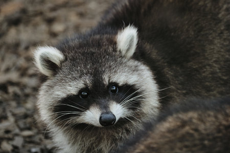 Close-up portrait of a raccoon with black facial mask and bright eyes, curious animal in the zooの写真素材