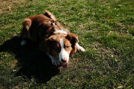 Red tricolor Australian Shepherd dog lying on green grass in the park under the sun, looking calm and relaxed. Happy pet outdoor conceptの写真素材