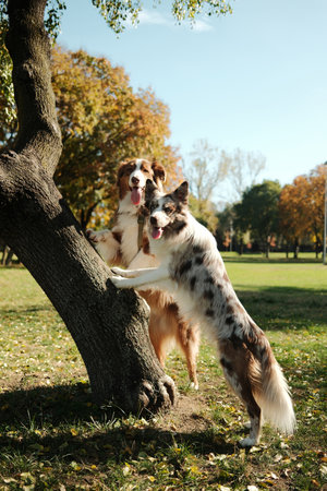 Two dogs - red merle Border Collie and red tricolor Australian Shepherd, standing by a tree in a sunny autumn park, looking curious and playfulの写真素材