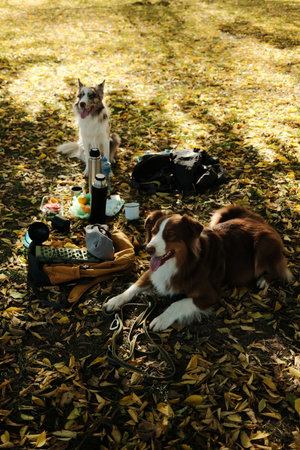 Two dogs - red merle Border Collie and red tricolor Australian Shepherd resting on fallen leaves beside picnic items, backpacks, and a thermos during a sunny autumn day in the parkの写真素材