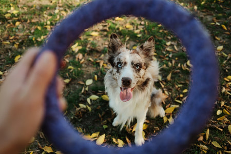 Red merle Border Collie sitting on grass and looking through a purple puller ring, ready to play in autumn park. Happy playful pet outdoor conceptの写真素材