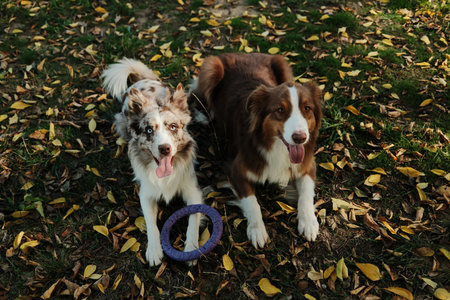 Two dogs red merle Border Collie and red tricolor Australian Shepherd lying on fallen leaves with a...
